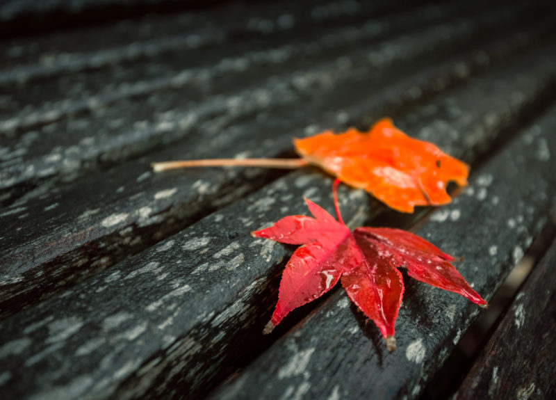 fall leaves