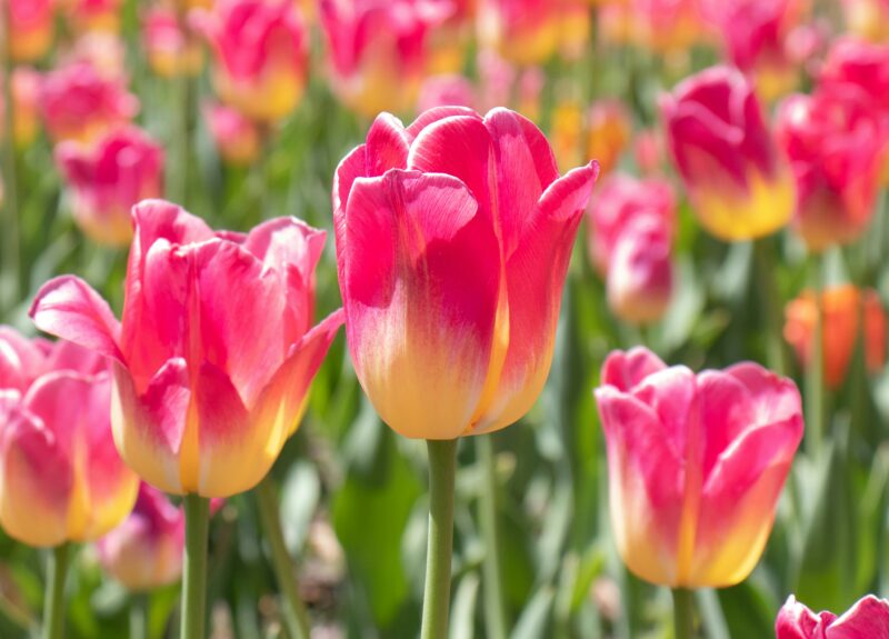 tulips